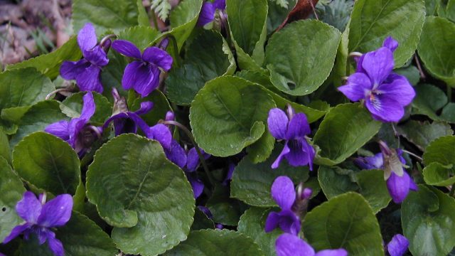 Finanční příspěvky na hospodaření v lesích 2026