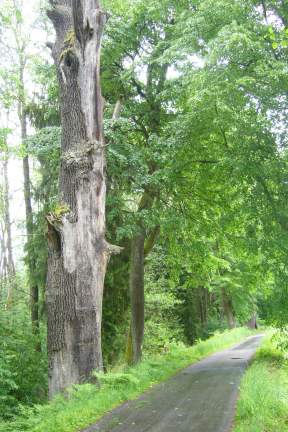 Rekreační funkce lesa