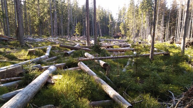 Ekonomika, oceňování lesa a kůrovcová kalamita