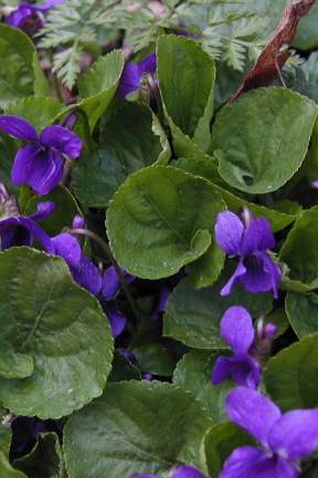 Finanční příspěvky na hospodaření v lesích 2026