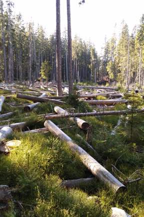 Galerie obrázek 1 z článku Ekonomika, oceňování lesa a kůrovcová kalamita