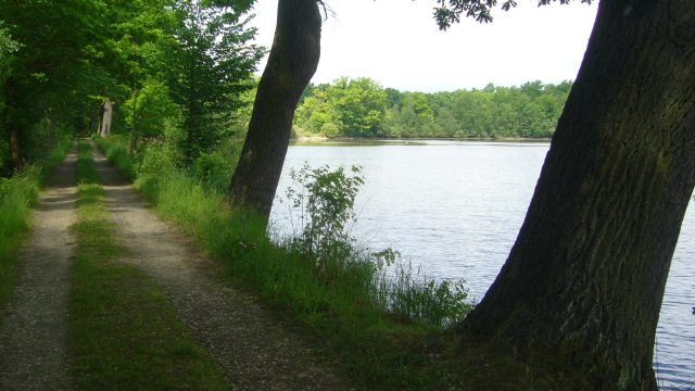Náhrada škody způsobená lesními porosty